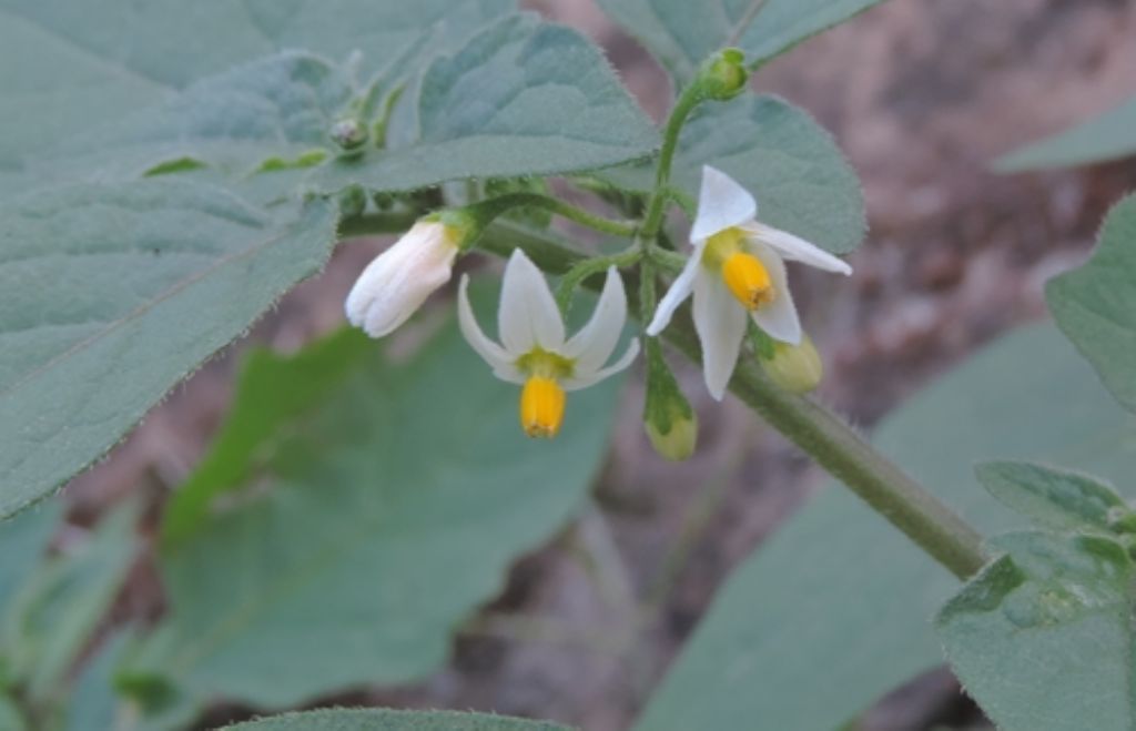 Ruderale: Ssolanum?    S,  Solanum cfr. nigrum